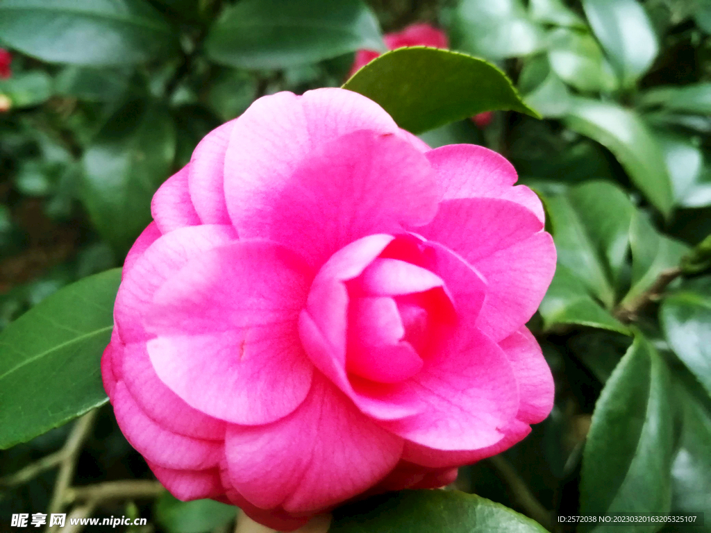 山茶花开