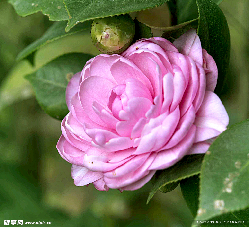 山茶花开