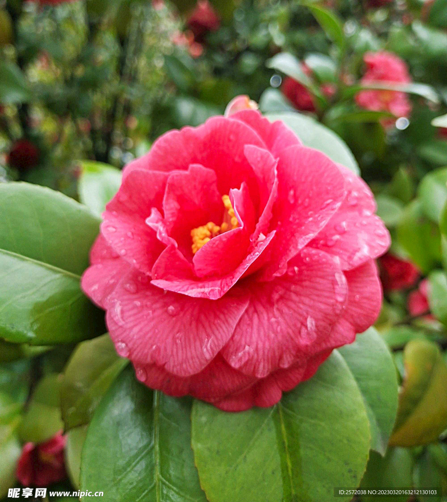 山茶花开