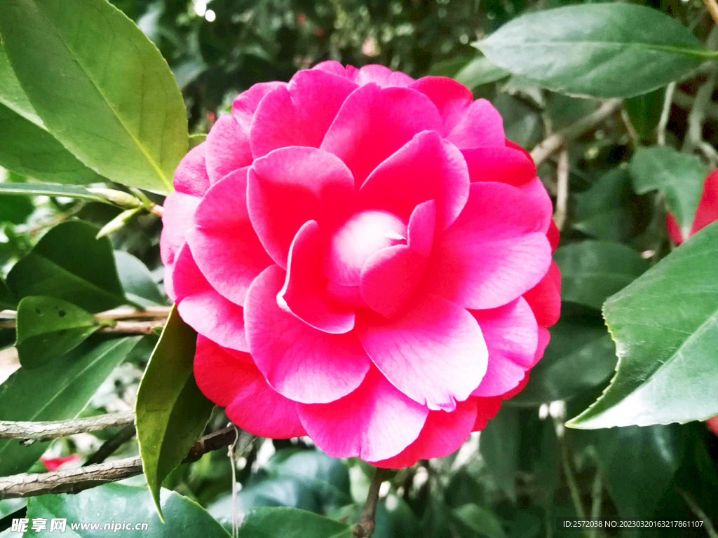 山茶花开