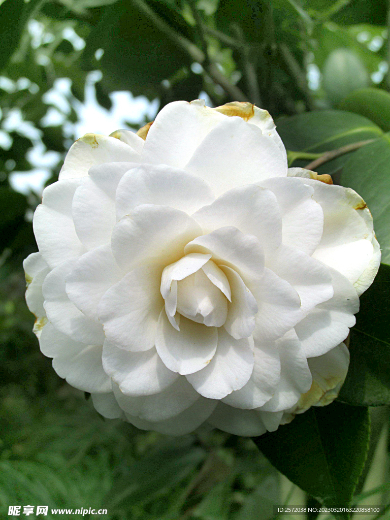 山茶花开