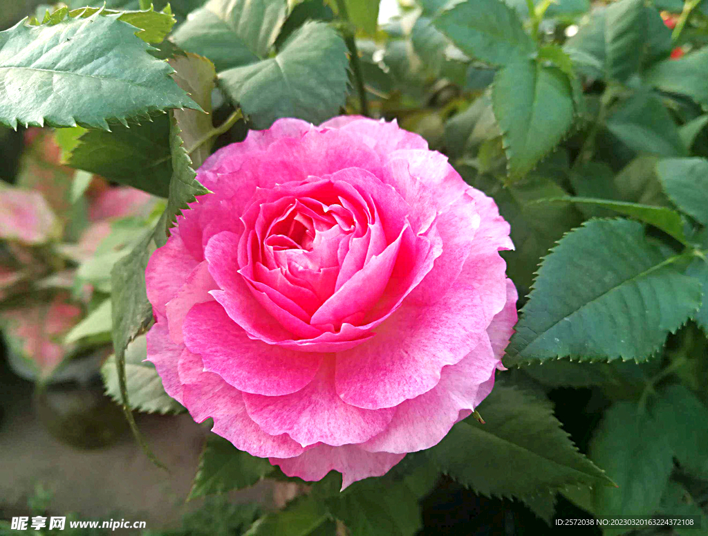 山茶花开