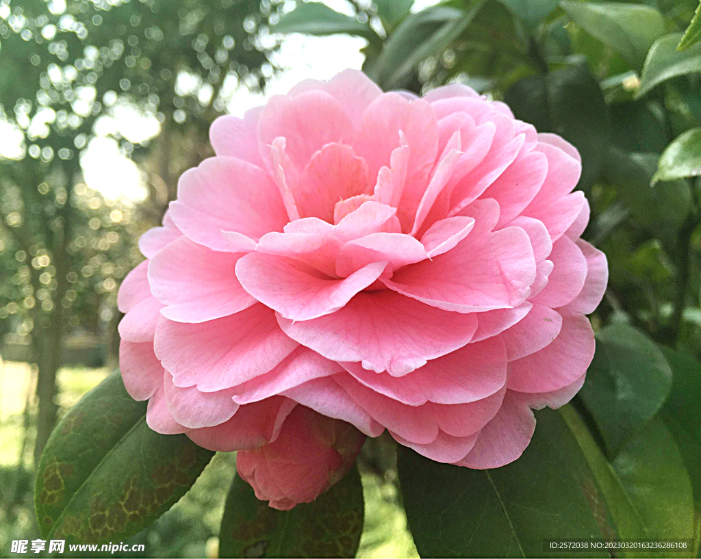 山茶花开