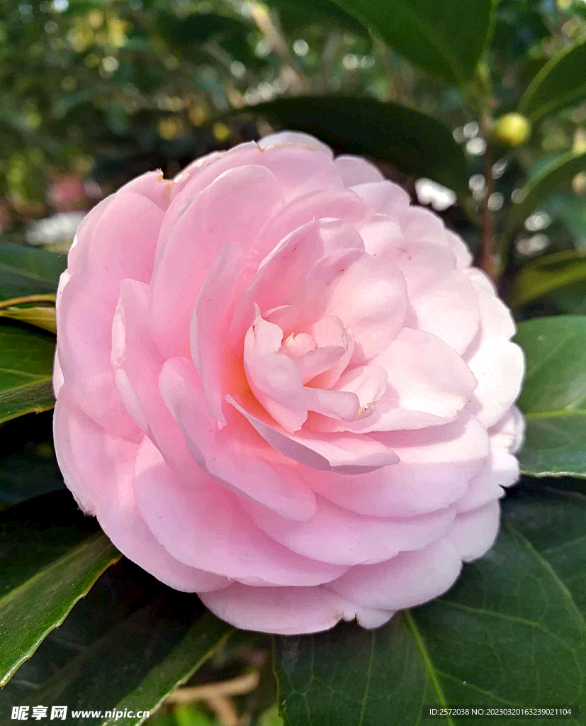 山茶花开