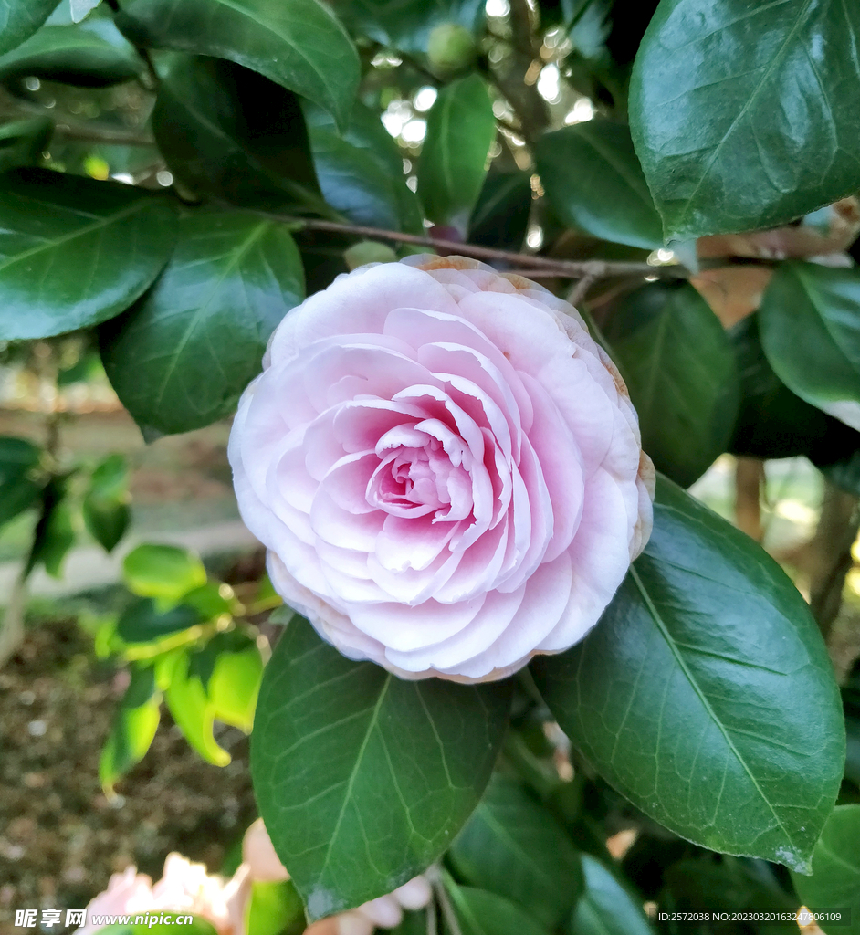 山茶花开