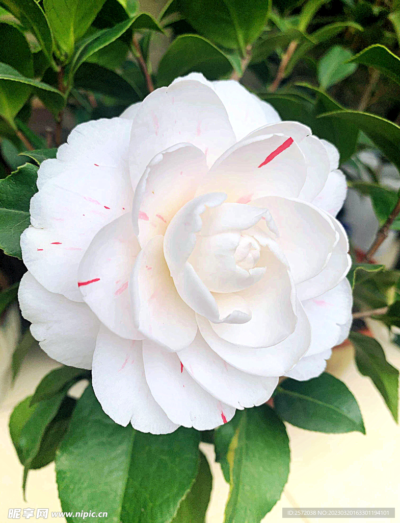 山茶花开