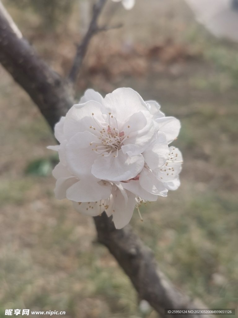 杏花