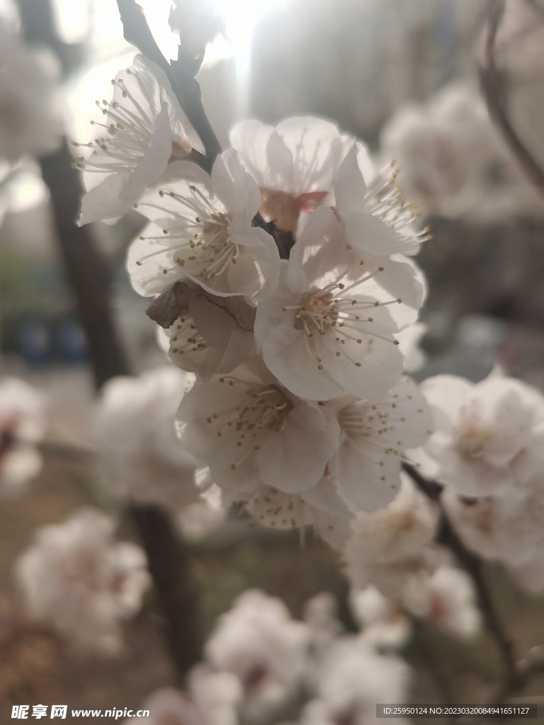 杏花