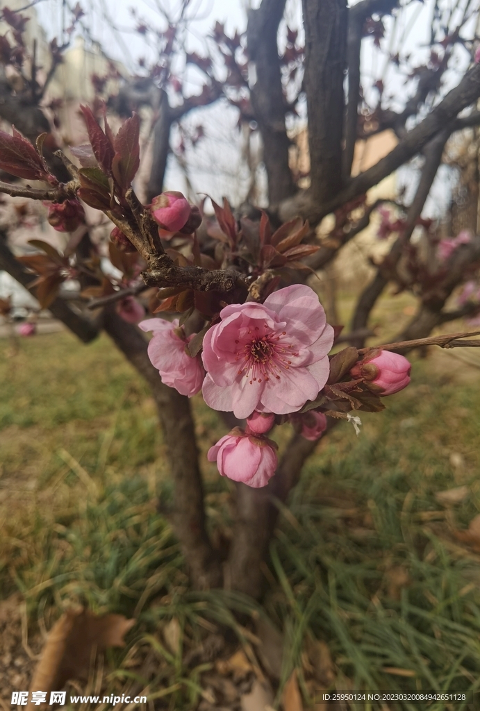 杏花