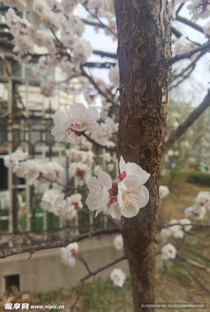 杏花