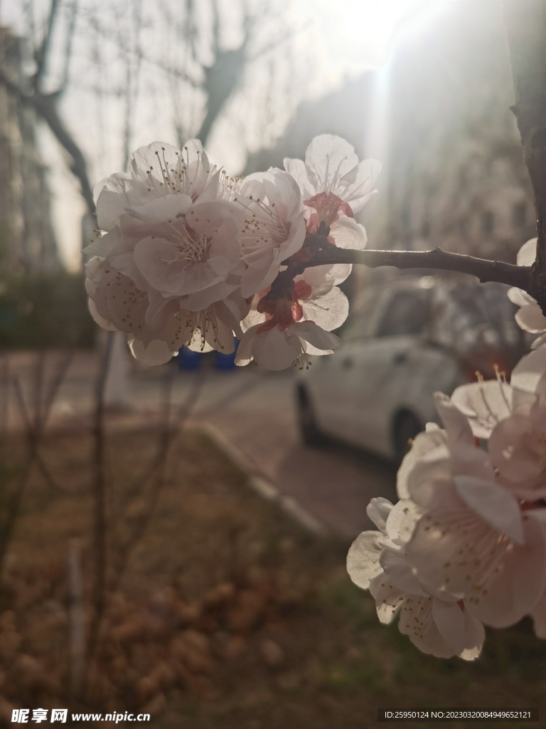杏花