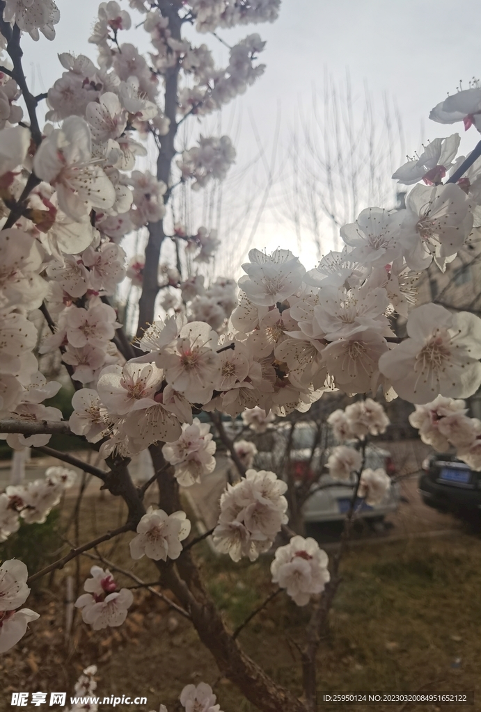 杏花