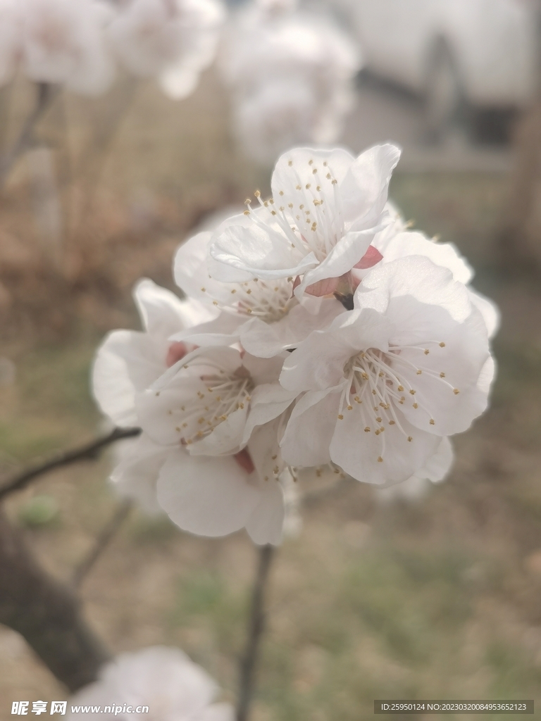 杏花