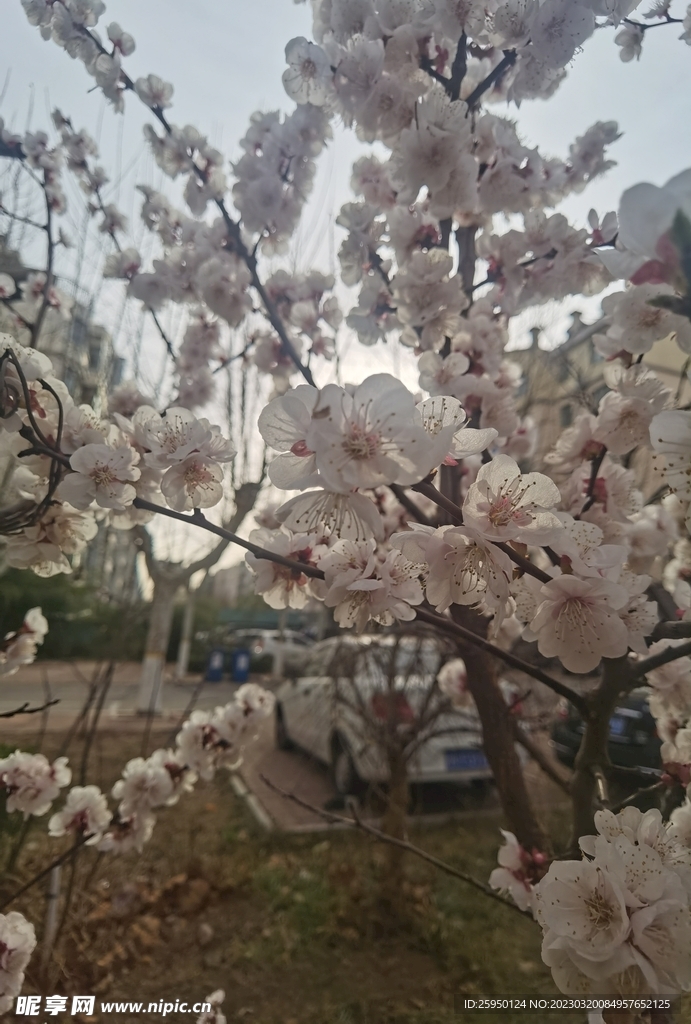 杏花