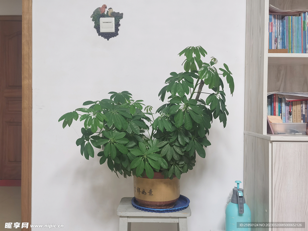 发财树