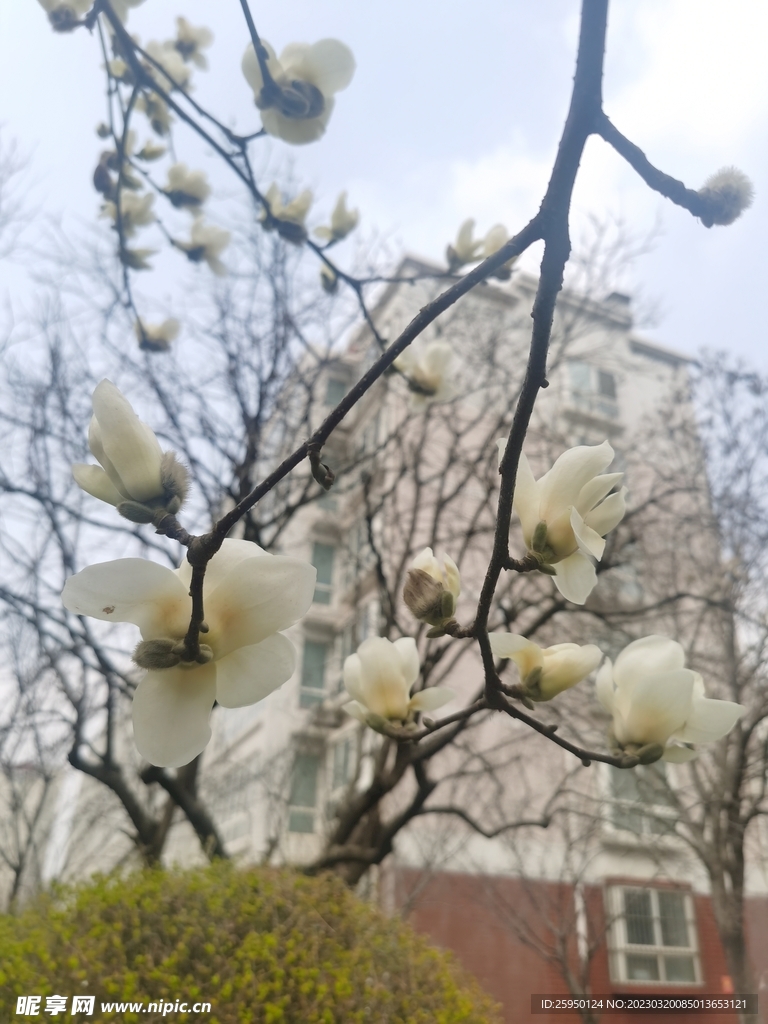 玉兰花