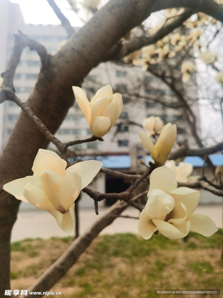 玉兰花