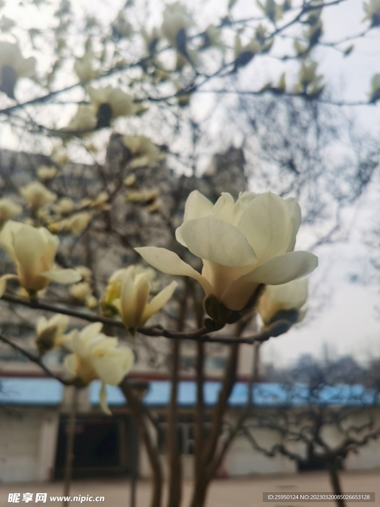 玉兰花