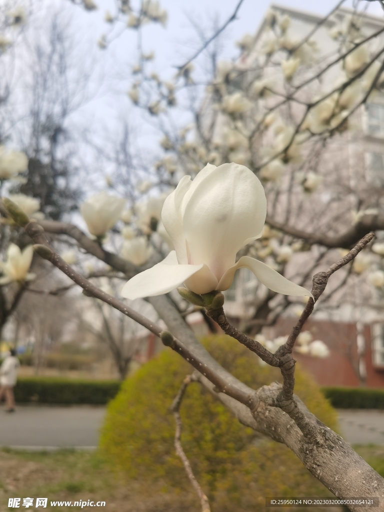 玉兰花