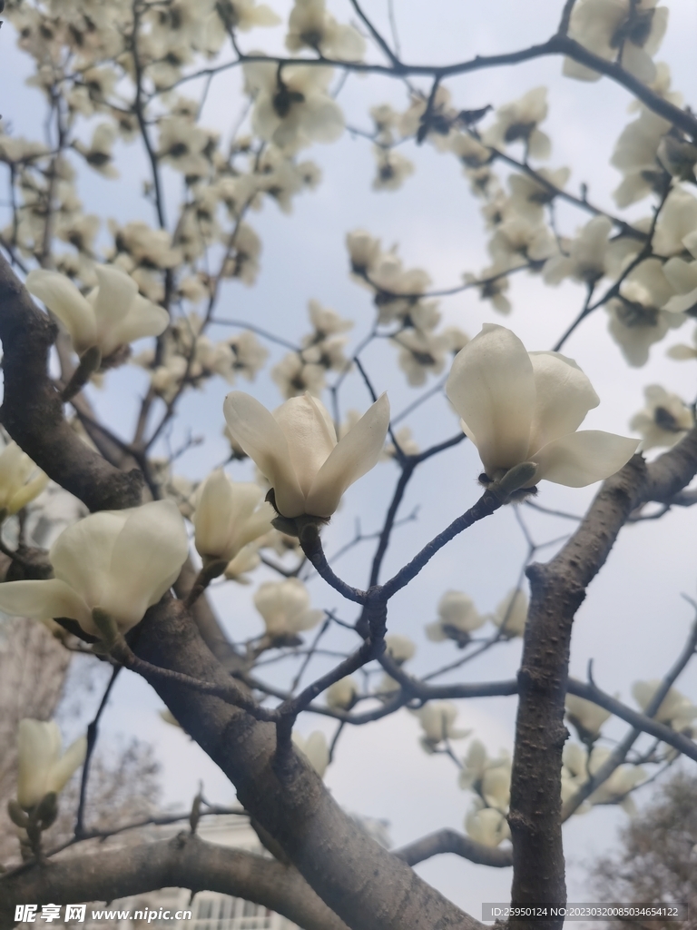 玉兰花