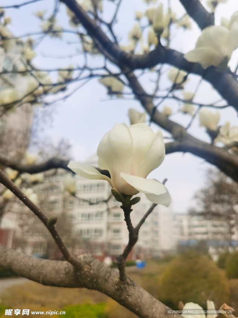 玉兰花