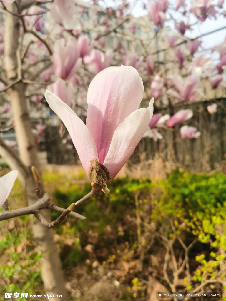 玉兰花