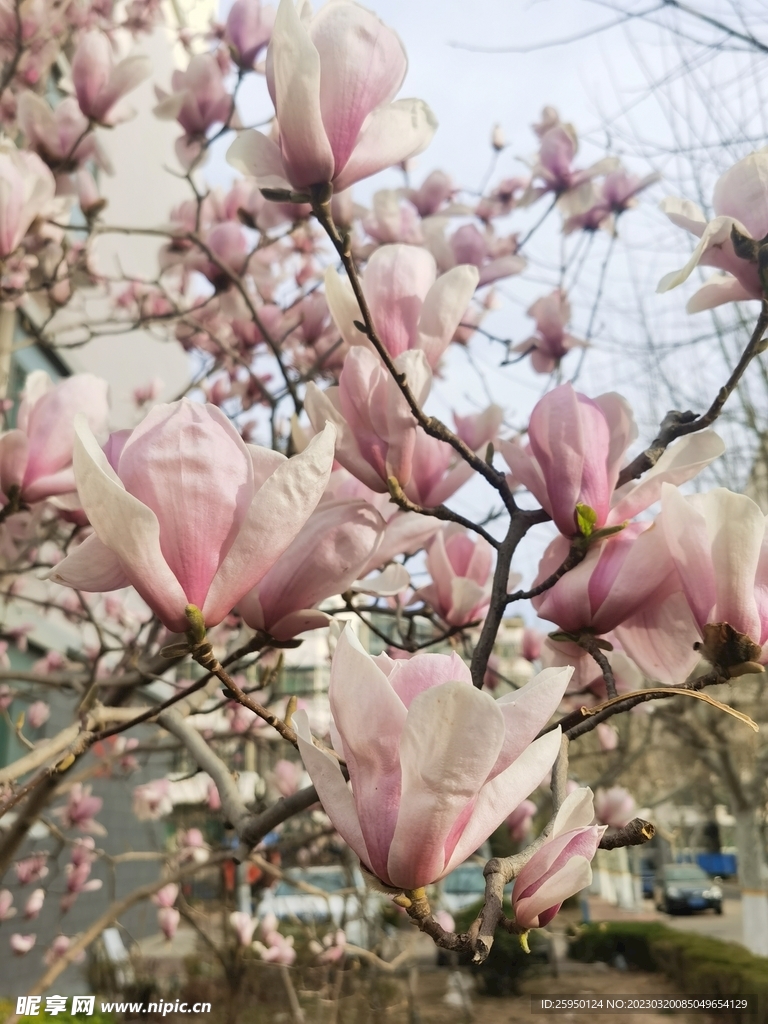 玉兰花