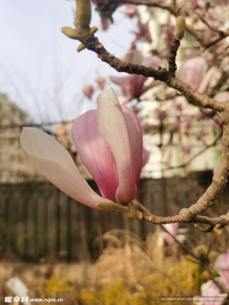 玉兰花