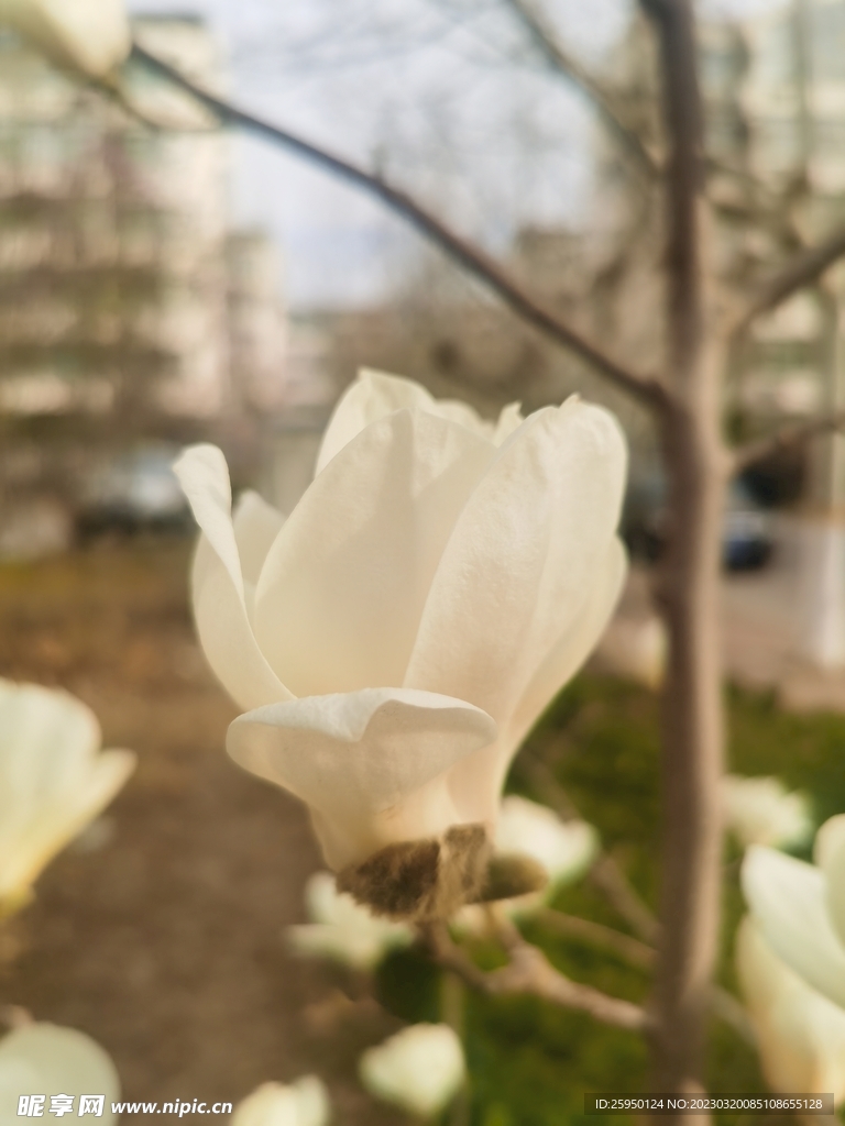 玉兰花