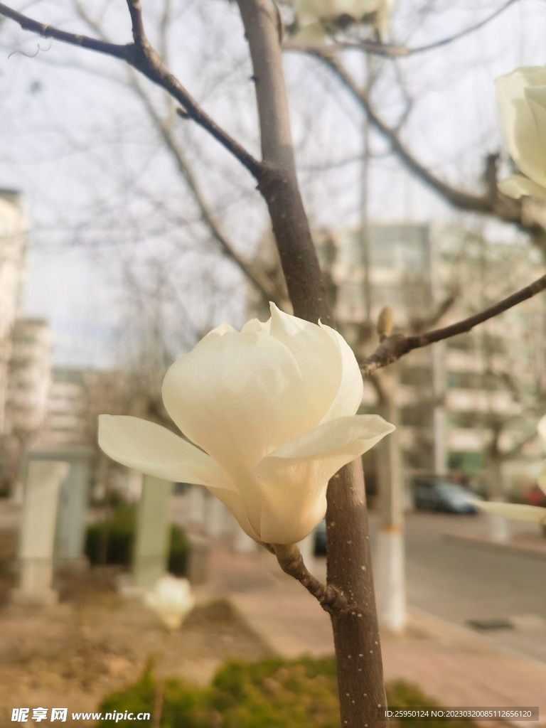 玉兰花