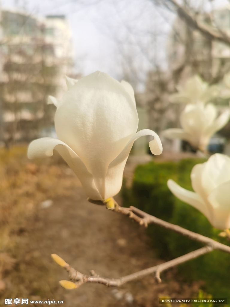 玉兰花