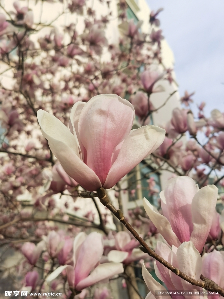 玉兰花