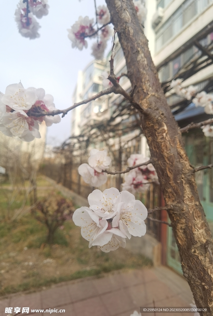 杏花