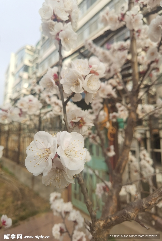 杏花