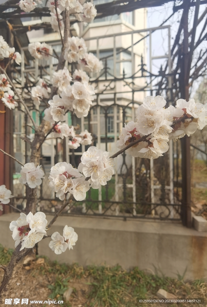 杏花