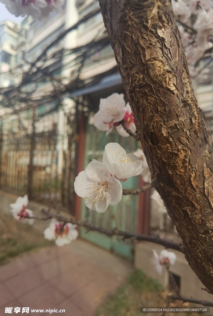 杏花