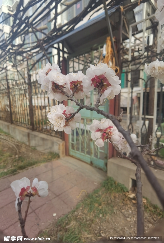 杏花