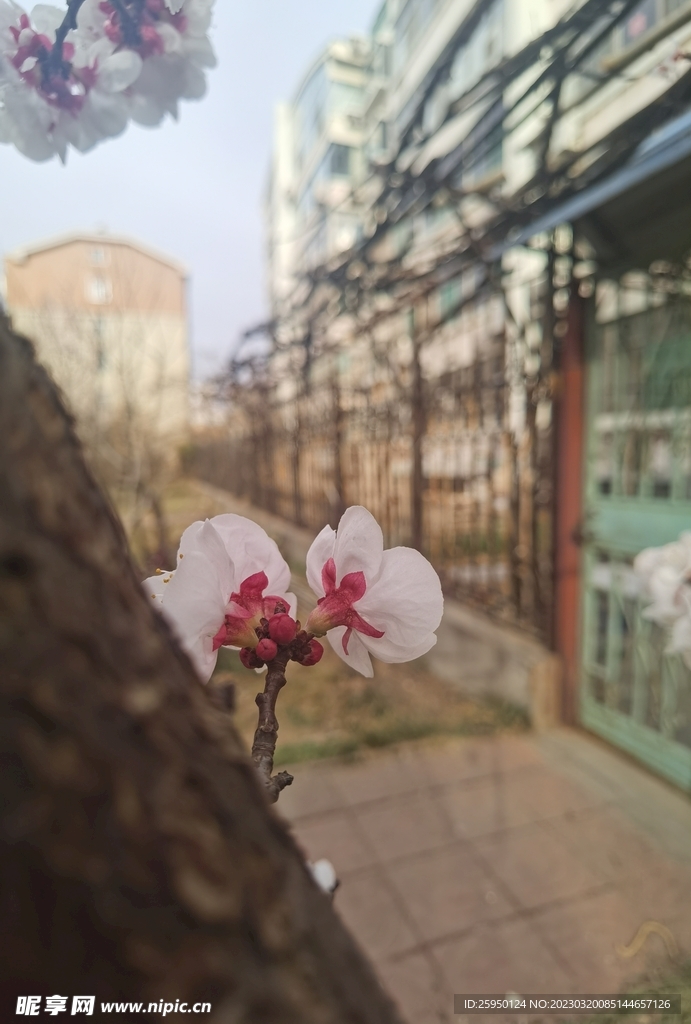杏花