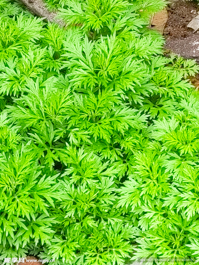  湖北蕲春艾草