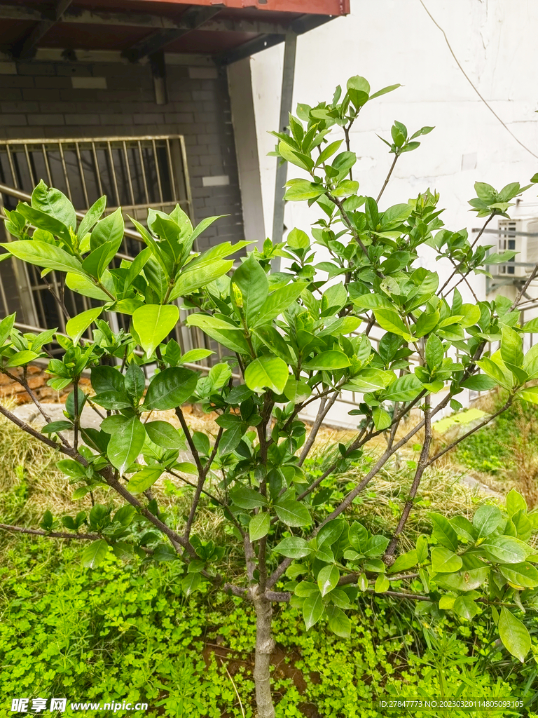 景观栀子树