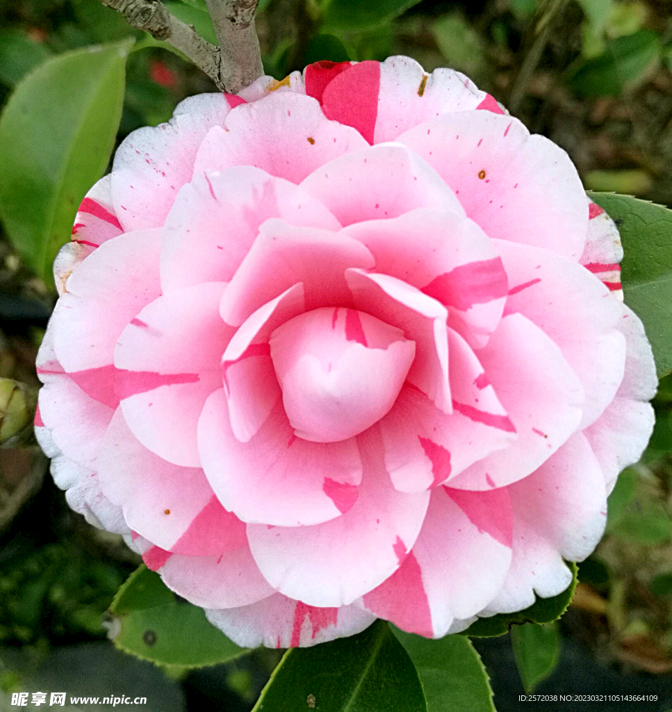 山茶花开