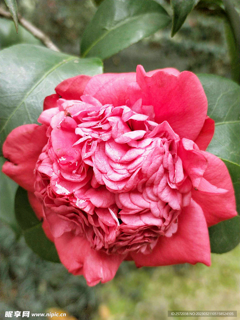 山茶花开