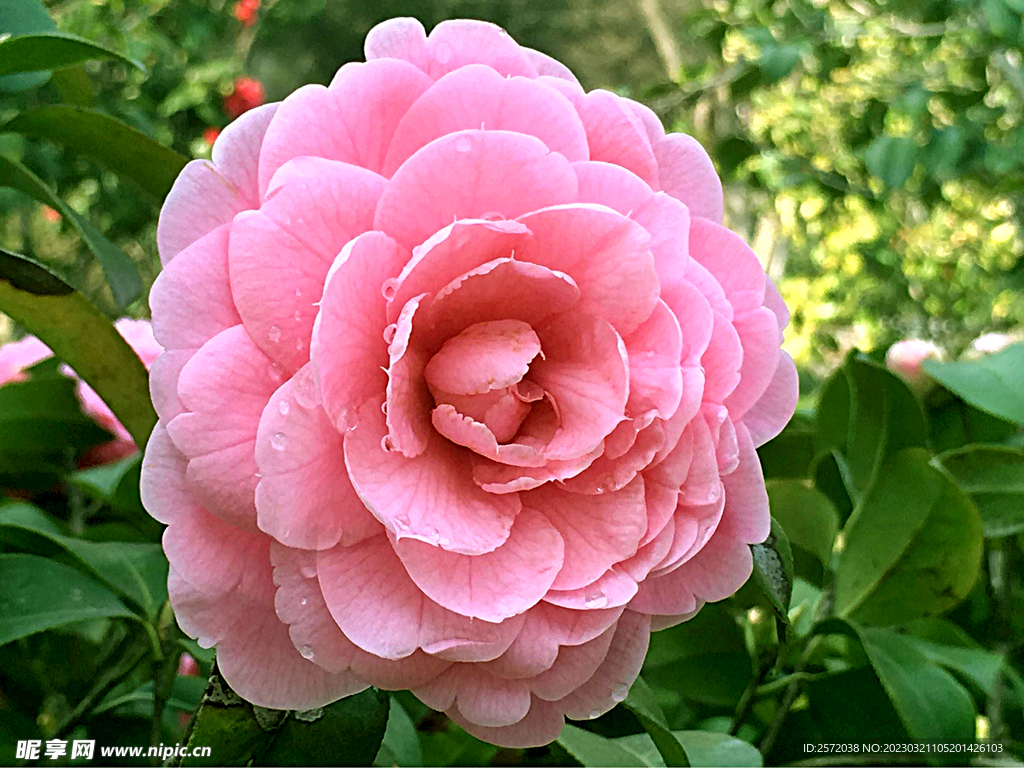 山茶花开
