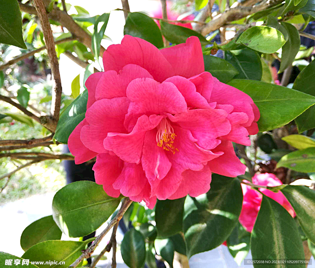 山茶花开