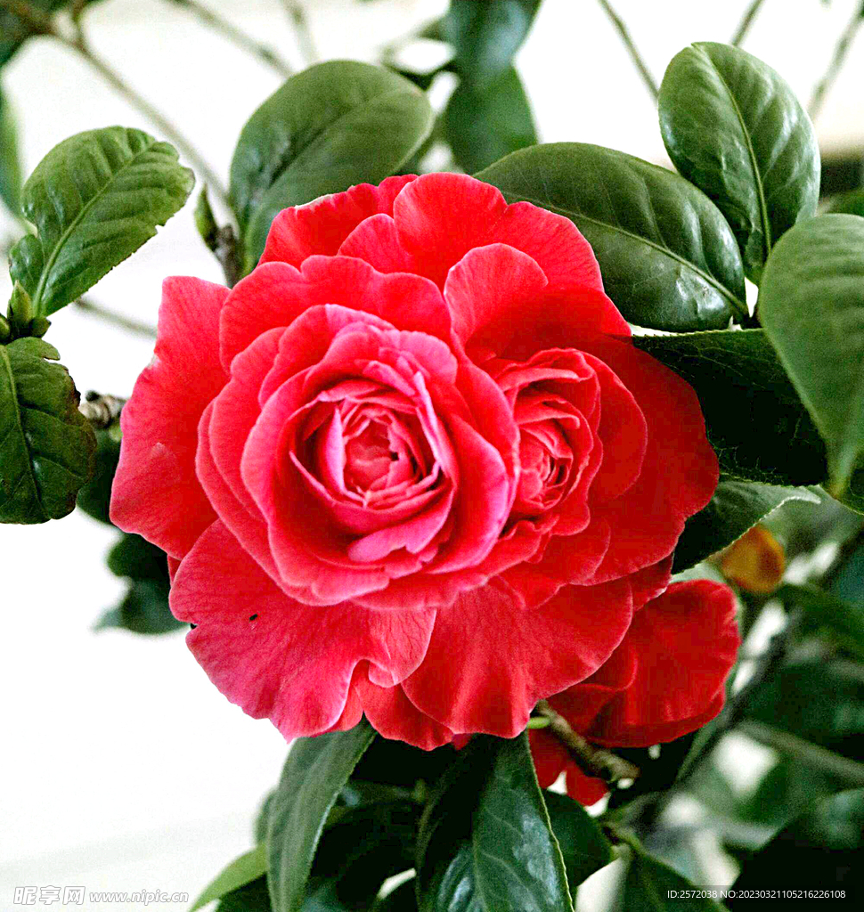 山茶花开