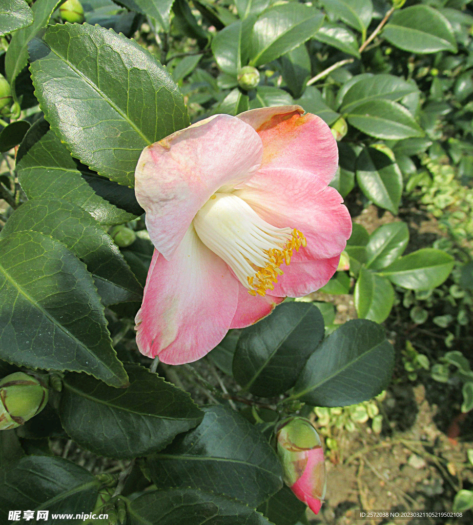 山茶花开