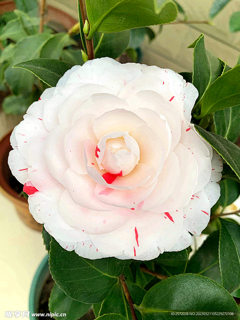 山茶花开