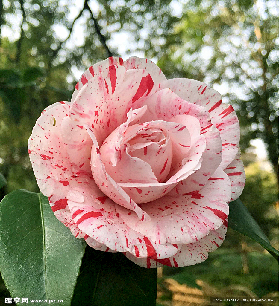 山茶花开