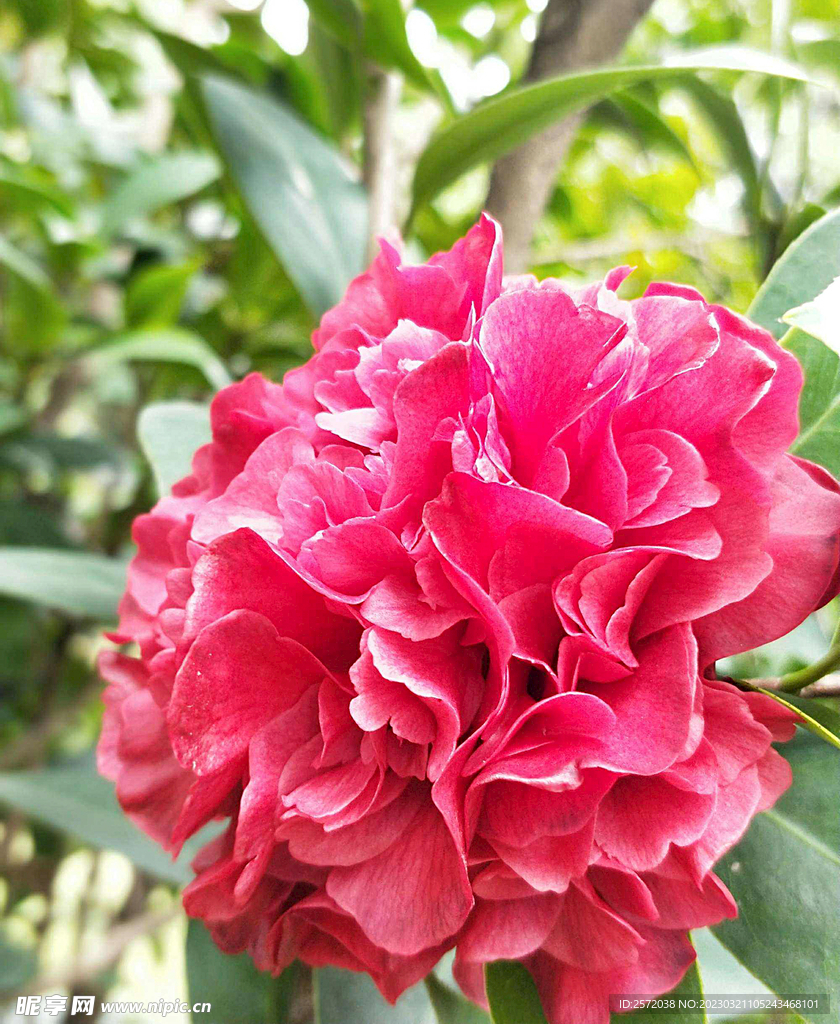 山茶花开