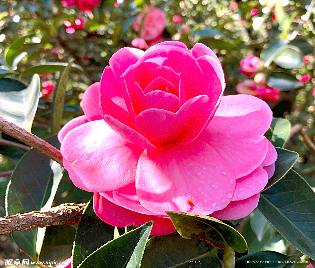 山茶花开